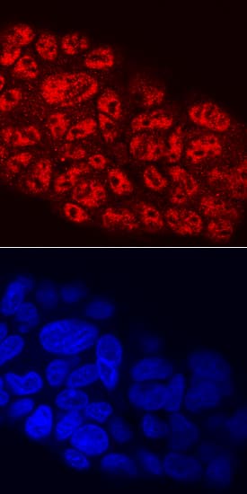 Immunocytochemistry MafB Antibody (372239) [Unconjugated]