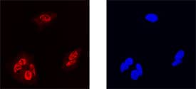 Immunocytochemistry MafF Antibody [Unconjugated]