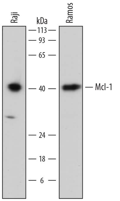 Western blot shows lysates of Raji human Burkitt's lymphoma cell line and Ramos human Burkitt's lymphoma cell line. PVDF membrane was probed with 0.5 µg/mL of Sheep Anti-Human Mcl-1 Antigen Affinity-purified Polyclonal Antibody (Catalog # AF8281) followed by HRP-conjugated Anti-Sheep IgG Secondary Antibody (HAF016). A specific band was detected for Mcl-1 at approximately 40 kDa (as indicated). This experiment was conducted under reducing conditions and using Immunoblot Buffer Group 1.