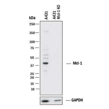 <b>Genetic Strategies Validation. </b>Western blot shows lysates of A431 human epithelial carcinoma parental cell line and Mcl-1 knockout A431 cell line (KO). PVDF membrane was probed with 0.5 µg/mL of Sheep Anti-Human Mcl-1 Antigen Affinity-purified Polyclonal Antibody (Catalog # AF8281) followed by HRP-conjugated Anti-Sheep IgG Secondary Antibody (HAF016). A specific band was detected for Mcl-1 at approximately 40 kDa (as indicated) in the parental A431 cell line, but is not detectable in knockout A431 cell line. GAPDH (AF5718) is shown as a loading control. This experiment was conducted under reducing conditions and using Immunoblot Buffer Group 1.