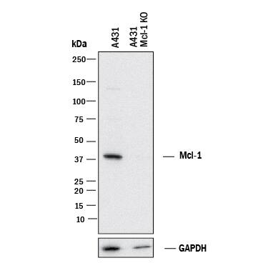 Knockout Validated Mcl-1 Antibody (542808) [Unconjugated]
