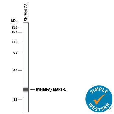 Simple Western lane view shows lysates of SK-Mel-28 human malignant melanoma cell line, loaded at 0.2 mg/mL. A specific band was detected for Melan-A/MART-1 at approximately 21 kDa (as indicated) using 5 µg/mL of Sheep Anti-Human Melan-A/MART-1 Antigen Affinity-purified Polyclonal Antibody (Catalog # AF8008) followed by 1:50 dilution of HRP-conjugated Anti-Sheep IgG Secondary Antibody (Catalog # HAF016). This experiment was conducted under reducing conditions and using the 12-230 kDa separation system.