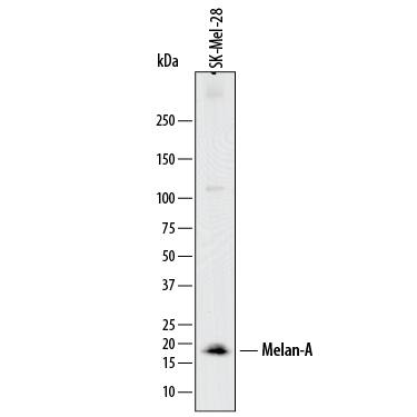 Western blot shows lysates of SK-Mel-28 human malignant melanoma cell line. PVDF membrane was probed with 0.5 µg/mL of Mouse Anti-Human Melan-A/MART-1 Monoclonal Antibody (Catalog # MAB8008) followed by HRP-conjugated Anti-Mouse IgG Secondary Antibody (Catalog # HAF018). A specific band was detected for Melan-A/MART-1 at approximately 18 kDa (as indicated). This experiment was conducted under reducing conditions and using Immunoblot Buffer Group 1.