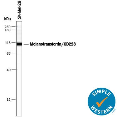 Simple Western lane view shows lysates of SK‑Mel‑28 human malignant melanoma cell line, loaded at 0.5 mg/mL. A specific band was detected for Melanotransferrin/CD228 at approximately 109 kDa (as indicated) using 10 µg/mL of Mouse Anti-Human Melanotransferrin/CD228 Monoclonal Antibody (Catalog # MAB8175) . This experiment was conducted under reducing conditions and using the 12-230 kDa separation system.
