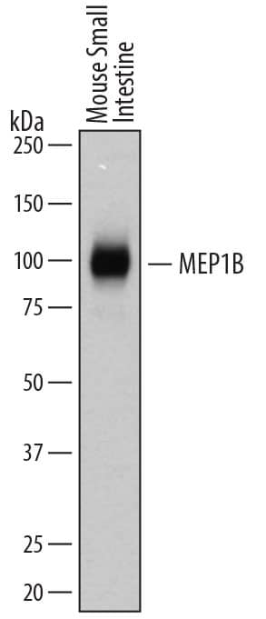 Western blot shows lysates of mouse small intestine tissue. PVDF membrane was probed with 0.1 µg/mL of Goat Anti-Mouse Meprin  beta  Subunit/MEP1B Antigen Affinity-purified Polyclonal Antibody (Catalog # AF3300) followed by HRP-conjugated Anti-Goat IgG Secondary Antibody (Catalog # HAF109). A specific band was detected for Meprin  beta  Subunit/MEP1B at approximately 97 kDa (as indicated). This experiment was conducted under reducing conditions and using Immunoblot Buffer Group 5.