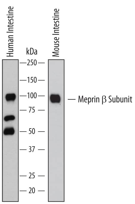 Western blot shows lysates of human intestine tissue and mouse intestine tissue. PVDF membrane was probed with 1 µg/mL of Rat Anti-Human/Mouse Meprin  beta  Subunit/MEP1B Monoclonal Antibody (Catalog # MAB28951) followed by HRP-conjugated Anti-Rat IgG Secondary Antibody (Catalog # HAF005). A specific band was detected for Meprin  beta  Subunit/MEP1B at approximately 97 kDa (as indicated). This experiment was conducted under reducing conditions and using Immunoblot Buffer Group 1.