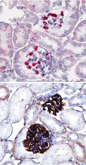 Dual RNAscope ISH-IHC Compatible Mer Antibody [Unconjugated]