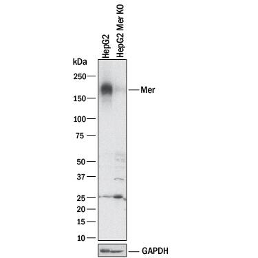 Knockout Validated Mer Antibody [Unconjugated]