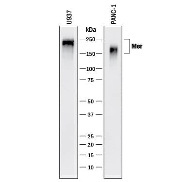 Western Blot Mer Antibody [Unconjugated]