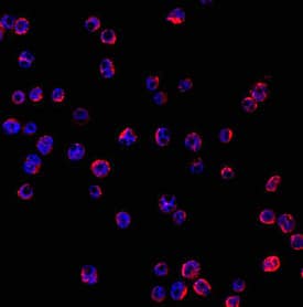 Mer was detected in immersion fixed J774A.1 mouse reticulum cell sarcoma macrophage cell line using Rat Anti-Mouse Mer Monoclonal Antibody (Catalog # MAB591) at 10 µg/mL for 3 hours at room temperature. Cells were stained using the NorthernLights™ 557-conjugated Anti-Rat IgG Secondary Antibody (red; Catalog # NL013) and counterstained with DAPI (blue). Specific staining was localized to cell surfaces. View our protocol for Fluorescent ICC Staining of Non-adherent Cells.