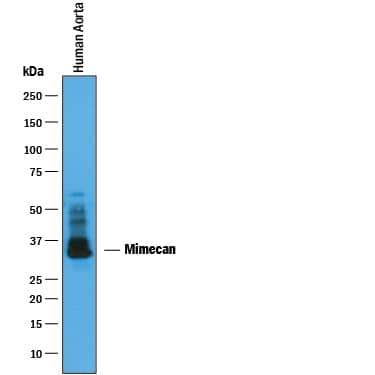 Western Blot Mimecan/OIF Antibody [Unconjugated]