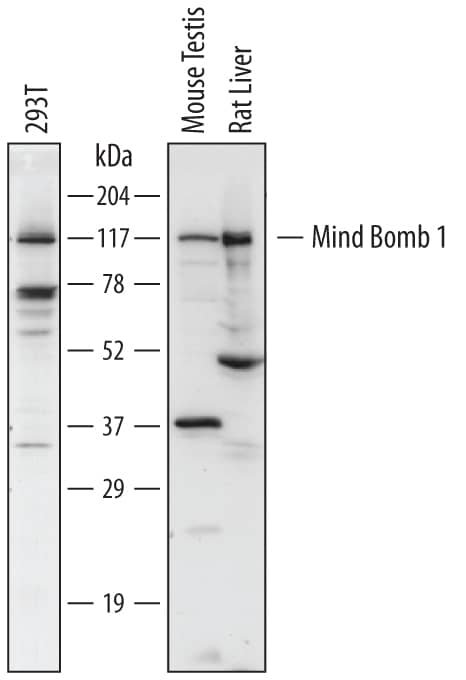Western Blot Mind Bomb 1/MIB1 Antibody