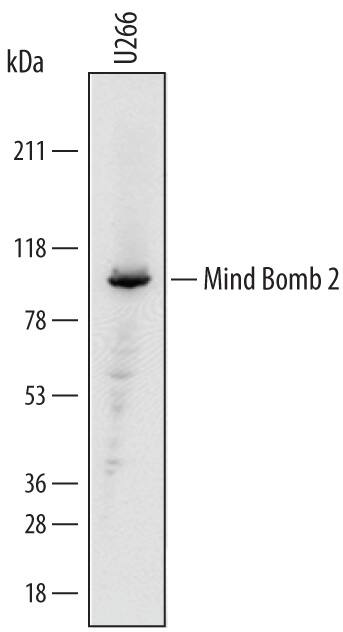 Western Blot Mind Bomb 2/MIB2 Antibody (739505)