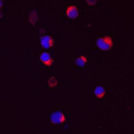 Mind Bomb 2/MIB2 was detected in immersion fixed U266 human myeloma cell line using Mouse Anti-Human Mind Bomb 2/MIB2 Monoclonal Antibody (Catalog # MAB7289) at 10 µg/mL for 3 hours at room temperature. Cells were stained using the NorthernLights™ 557-conjugated Anti-Mouse IgG Secondary Antibody (red; Catalog # NL007) and counterstained with DAPI (blue). Specific staining was localized to cytoplasm. View our protocol for Fluorescent ICC Staining of Cells on Coverslips.