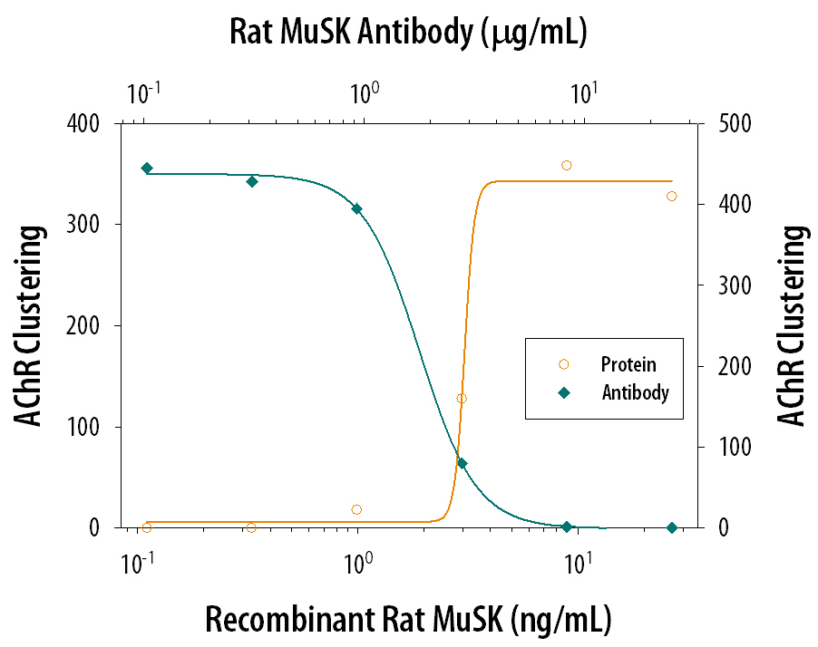 Recombinant Rat Agrin (Catalog # 550-AG) induces MuSK-dependent acetylcholine receptor clustering on myotubes differentiated from the C2C12 mouse myoblast cell line in a dose-dependent manner (orange line). Acetylcholine Receptor Clustering elicited by Recombinant Rat Agrin (16 ng/mL) is neutralized (green line) by increasing concentrations of Goat Anti-Rat MuSK Antigen Affinity-purified Polyclonal Antibody (Catalog # AF562). The ND50 is typically 0.5-2 µg/mL.