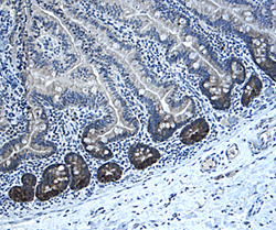 Immunohistochemistry Musashi-1 Antibody [Unconjugated]
