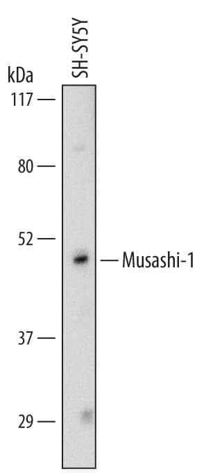 Western Blot Musashi-1 Antibody (282613)