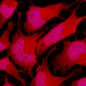 Immunocytochemistry Musashi-1 Antibody [Unconjugated]