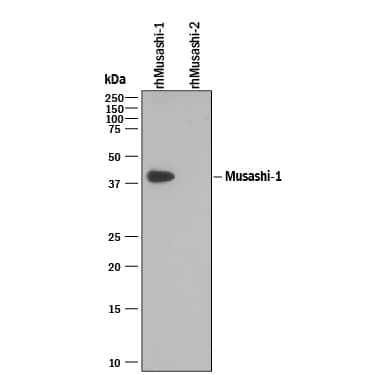 Western blot shows 25 ng of Recombinant Human Musashi-1 and Recombinant Human Musashi-2. PVDF Membrane was probed with 0.1 µg/mL of Goat Anti-Human/Mouse/ Rat Musashi-1 Antigen Affinity-purified Polyclonal Antibody (Catalog # AF2628) followed by HRP-conjugated Anti-Goat IgG Secondary Antibody (Catalog # HAF109). A specific band was detected for Musashi-1 at approximately 39 kDa (as indicated). This experiment was conducted under reducing conditions and using Immunoblot Buffer Group 3.