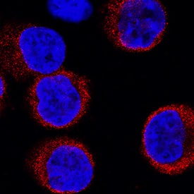 Musashi-2 was detected in immersion fixed K562 human chronic myelogenous leukemia cell line using Mouse Anti-Human Musashi-2 Monoclonal Antibody (Catalog # MAB3255) at 8 µg/mL for 3 hours at room temperature. Cells were stained using the NorthernLights™ 557-conjugated Anti-Mouse IgG Secondary Antibody (red; Catalog # NL007) and counterstained with DAPI (blue). Specific staining was localized to cytoplasm (punctate). View our protocol for Fluorescent ICC Staining of Non-adherent Cells.