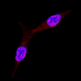 Immunocytochemistry Mxi1 Antibody [Unconjugated]