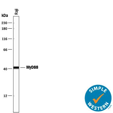 Simple Western lane view shows lysates of Raji human Burkitt's lymphoma cell line, loaded at 0.2 mg/mL. A specific band was detected for MyD88 at approximately 41 kDa (as indicated) using 5 µg/mL of Goat Anti-Human MyD88 Antigen Affinity-purified Polyclonal Antibody (Catalog # AF2928) followed by 1:50 dilution of HRP-conjugated Anti-Goat IgG Secondary Antibody (Catalog # HAF109). This experiment was conducted under reducing conditions and using the 12-230 kDa separation system.