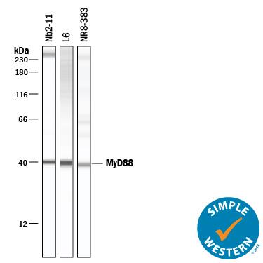 Simple Western lane view shows lysates of Nb2-11 rat lymphoma cell line, L6 rat myoblast cell line, and NR8383 rat alveolar macrophage cell line, loaded at 0.2 mg/mL. A specific band was detected for MyD88 at approximately 40 kDa (as indicated) using 10 µg/mL of Goat Anti-Mouse/Rat MyD88 Antigen Affinity-purified Polyclonal Antibody (Catalog # AF3109) followed by 1:50 dilution of HRP-conjugated Anti-Goat IgG Secondary Antibody (Catalog # HAF109). This experiment was conducted under reducing conditions and using the 12-230 kDa separation system.