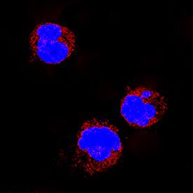 MyD88 was detected in immersion fixed Raji human Burkitt's lymphoma cell line using Rat Anti-Human MyD88 Monoclonal Antibody (Catalog # MAB2928) at 3 µg/mL for 3 hours at room temperature. Cells were stained using the NorthernLights™ 557-conjugated Anti-Rat IgG Secondary Antibody (red; Catalog # NL013) and counterstained with DAPI (blue). Specific staining was localized to cytoplasm. View our protocol for Fluorescent ICC Staining of Non-adherent Cells.