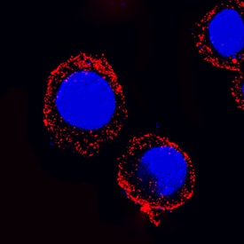 MyD88 was detected in immersion fixed RAW 264.7 mouse monocyte/macrophage cell line using Rat Anti-Mouse MyD88 Monoclonal Antibody (Catalog # MAB3109) at 25 µg/mL for 3 hours at room temperature. Cells were stained using the NorthernLights™ 557-conjugated Anti-Rat IgG Secondary Antibody (red; Catalog # NL014) and counterstained with DAPI (blue). Specific staining was localized to cytoplasm. View our protocol for Fluorescent ICC Staining of Non-adherent Cells.