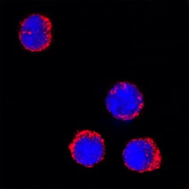 Myeloperoxidase/MPO was detected in immersion fixed mouse splenocytes using Goat Anti-Human/Mouse Myeloperoxidase/MPO Antigen Affinity-purified Polyclonal Antibody (Catalog # AF3667) at 15 µg/mL for 3 hours at room temperature. Cells were stained using the NorthernLights™ 557-conjugated Anti-Goat IgG Secondary Antibody (red; NL001) and counterstained with DAPI (blue). Specific staining was localized to cytoplasm. View our protocol for Fluorescent ICC Staining of Non-adherent Cells.For human Immunocytochemistry samples, we recommend Mouse Anti-Human Myeloperoxidase/ MPO Monoclonal Antibody (MAB3174).