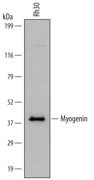 Western Blot Myogenin Antibody (671037)