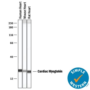 Simple Western Myoglobin Antibody (974140) [Unconjugated]