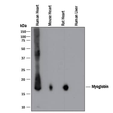 Western Blot Myoglobin Antibody (974140) [Unconjugated]