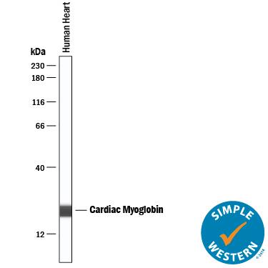Simple Western lane view shows lysates of human heart tissue, loaded at 0.5 mg/mL. A specific band was detected for Myoglobin at approximately 22 kDa (as indicated) using 10 µg/mL of Mouse Anti-Human Myoglobin Monoclonal Antibody (Catalog # MAB97202) . This experiment was conducted under reducing conditions and using the 12-230 kDa separation system.