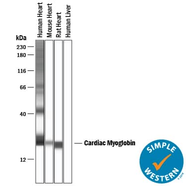 Simple Western Myoglobin Antibody (2269B) [Unconjugated]