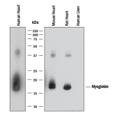 Western Blot Myoglobin Antibody (2269B) [Unconjugated]
