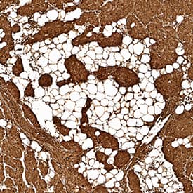 Immunohistochemistry Myoglobin Antibody (974102) [Unconjugated]