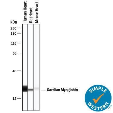 Simple Western Myoglobin Antibody (974102) [Unconjugated]