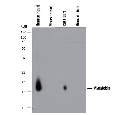 Western Blot Myoglobin Antibody (974102) [Unconjugated]