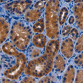 NAALADase-like 2/NAALADL2 was detected in immersion fixed paraffin-embedded sections of human kidney using Mouse Anti-Human NAALADase-like 2/ NAALADL2 Monoclonal Antibody (Catalog # MAB46651) at 15 µg/mL overnight at 4 °C. Before incubation with the primary antibody, tissue was subjected to heat-induced epitope retrieval using Antigen Retrieval Reagent-Basic (Catalog # CTS013). Tissue was stained using the Anti-Mouse HRP-DAB Cell & Tissue Staining Kit (brown; Catalog # CTS002) and counterstained with hematoxylin (blue). Specific staining was localized to cytoplasm of epithelial cells in convoluted tubules. View our protocol for Chromogenic IHC Staining of Paraffin-embedded Tissue Sections.