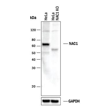 Knockout Validated NAC1 Antibody [Unconjugated]