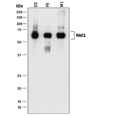 Western Blot NAC1 Antibody (1243A) [Unconjugated]