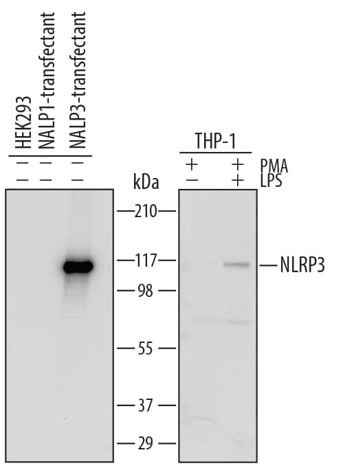 Western blot shows lysates of HEK293 human embryonic kidney cell line either mock transfected, transfected with human NALP1 or transfected with NLRP3/NALP3 and THP-1 human acute monocytic leukemia cell line untreated (-) or treated (+) with 20 ng/mL PMA for 72 hours and 1 µg/mL LPS for 24 hours. PVDF Membrane was probed with 0.5 µg/mL of Sheep Anti-Human NLRP3/NALP3 Antigen Affinity-purified Polyclonal Antibody (Catalog # AF6789) followed by HRP-conjugated Anti-Sheep IgG Secondary Antibody (Catalog # HAF016). A specific band was detected for NLRP3/NALP3 at approximately 115 kDa (as indicated). This experiment was conducted under reducing conditions and using Immunoblot Buffer Group 2.