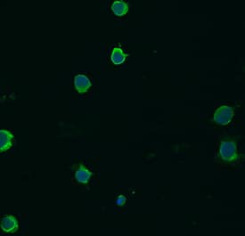 NLRP3/NALP3 was detected in immersion fixed Jurkat human acute T cell leukemia cell line using Mouse Anti-Human NLRP3/NALP3 Monoclonal Antibody (Catalog # MAB6789) at 10 µg/mL for 3 hours at room temperature. Cells were stained using the NorthernLights™ 493-conjugated Anti-Mouse IgG Secondary Antibody (green; Catalog # NL009) and counterstained with DAPI (blue). Specific staining was localized to cell surfaces and cytoplasm. View our protocol for Fluorescent ICC Staining of Non-adherent Cells.