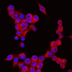 Immunocytochemistry NLRP3/NALP3 Antibody (768319) [Unconjugated]