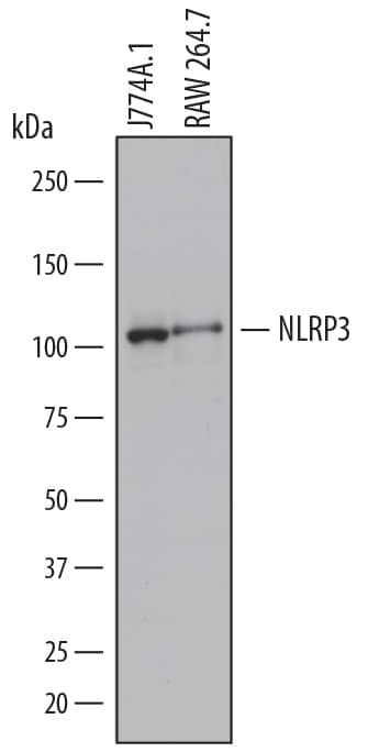 Western Blot NLRP3/NALP3 Antibody (768319) [Unconjugated]