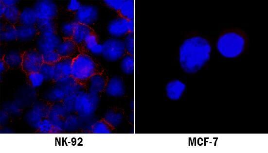 NCAM-1/CD56 was detected in immersion fixed NK-92 human natural killer lymphoma cell line (positive staining) and MCF-7 human breast cancer cell line (negative staining) using Mouse Anti-Human NCAM-1/CD56 Monoclonal Antibody (Catalog # MAB24083) at 8 µg/mL for 3 hours at room temperature. Cells were stained using the NorthernLights™ 557-conjugated Anti-Mouse IgG Secondary Antibody (red; Catalog # NL007) and counterstained with DAPI (blue). Specific staining was localized to plasma membrane. View our protocol for Fluorescent ICC Staining of Non-adherent Cells.