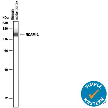 Simple Western lane view shows lysates of human motor cortex tissue, loaded at 0.2 mg/mL. A specific band was detected for NCAM‑1/CD56 at approximately 150 kDa (as indicated) using 20 µg/mL of Mouse Anti-Human NCAM‑1/CD56 Monoclonal Antibody (Catalog # MAB24084) . This experiment was conducted under reducing conditions and using the 12-230 kDa separation system.