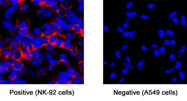 NCAM-1/CD56 was detected in immersion fixed NK-92 human natural killer lymphoma cell line (left panel; positive staining) and A549 human lung carcinoma cell line (right panel; negative staining) using Rabbit Anti-Human NCAM-1/CD56 Monoclonal Antibody (Catalog # MAB24085) at 3 µg/mL for 3 hours at room temperature. Cells were stained using the NorthernLights™ 557-conjugated Anti-Rabbit IgG Secondary Antibody (red; Catalog # NL004) and counterstained with DAPI (blue). Specific staining was localized to cell surface. View our protocol for Fluorescent ICC Staining of Non-adherent Cells.
