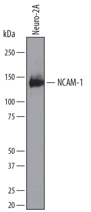 Western blot shows lysates of Neuro-2A mouse neuroblastoma cell line. PVDF membrane was probed with 0.1 µg/mL of Rat Anti-Mouse NCAM-1/CD56 Monoclonal Antibody (Catalog # MAB7820) followed by HRP-conjugated Anti-Rat IgG Secondary Antibody (Catalog # HAF005). A specific band was detected for NCAM-1/CD56 at approximately 120 kDa (as indicated). This experiment was conducted under reducing conditions and using Immunoblot Buffer Group 1.